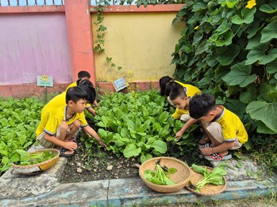Hoạt động  Chăm sóc vườn rau  của các bé trường Mầm non 19/8