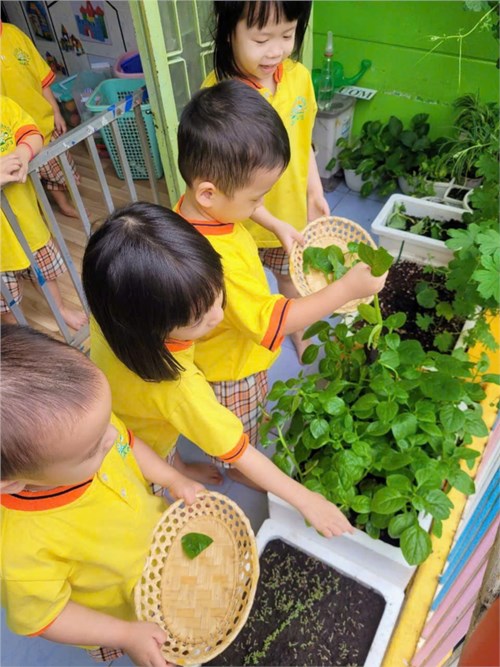 Bé thu hoạch vườn rau của lớp