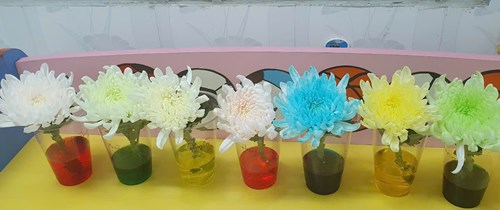 Hoạt động thử nghiệm:  Hoa đổi màu - Lớp 4-5 tuổi (2)
