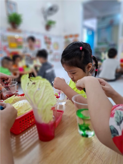 HĐTN: Sự đổi màu của bắp cải - Lớp 4-5 tuổi(1)