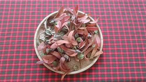 Trò chơi dân gian từ quả chò nâu - Lớp 5-6 tuổi(1)