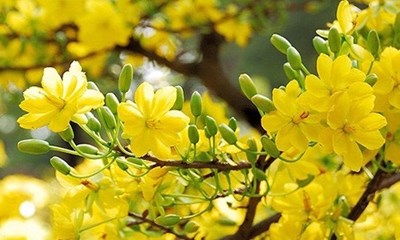 Bài thơ: Tết Đang Vào Nhà