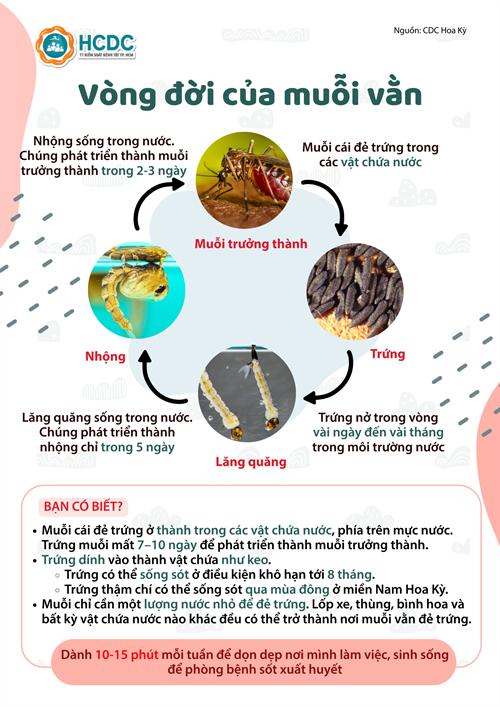Vòng đời của muỗi vằn