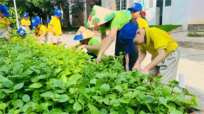 Thu hoạch vườn rau của trẻ khối Lá