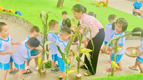 Các bé lớp mầm 1 khám phá quả bắp