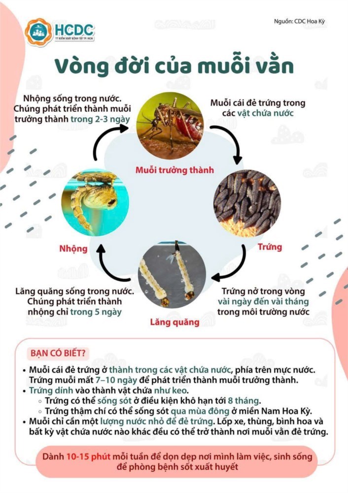 Vòng đời của muỗi vằn
