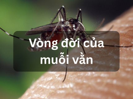 Vòng đời của muỗi vằn