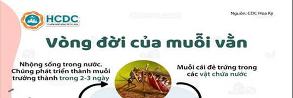 Vòng đời của muỗi vằn