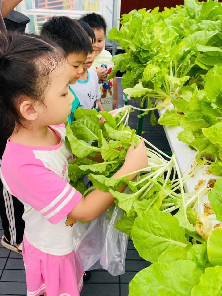 🌱🥕 bé thu hoạch vườn rau 🥕🌱