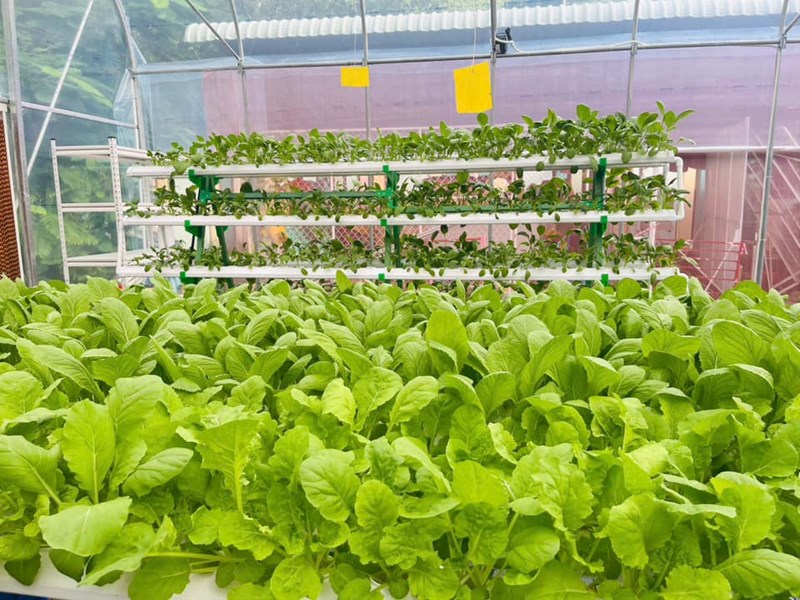 Trường mầm non tân phong cùng bé chung tay vì môi trường xanh