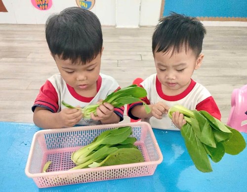 Hoạt động : Bé nhặt rau cải thìa