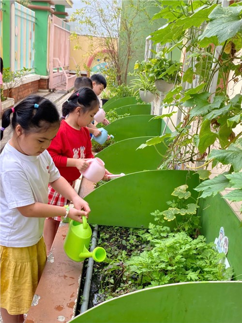 Các bé Chồi 2 chăm sóc vườn rau.